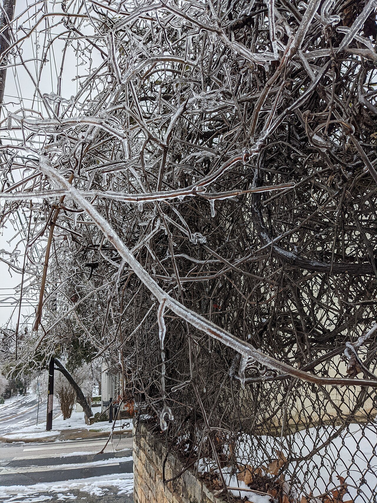 Thick ice covering plants in Austin during a freeze, a reminder of why winter freeze safety in Austin matters