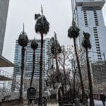 Palm trees coated and damaged by ice in downtown Austin, Texas after a winter freeze
