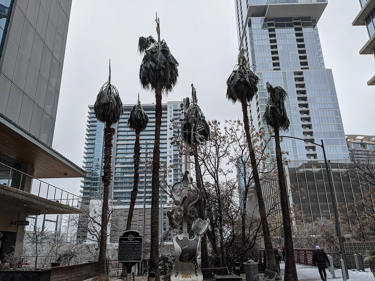 Palm trees coated and damaged by ice in downtown Austin, Texas after a winter freeze
